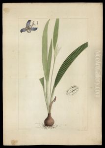 (Cipura paludosa, Aubl) by Jose Joaquim Freire