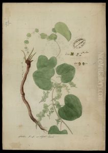 (Cissampelos Pareira) (Cissampelos Pareira)