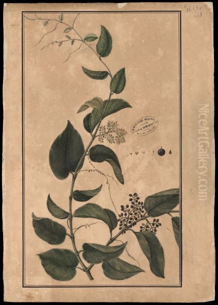 (Cissum sicyoides, Linn) - view 1