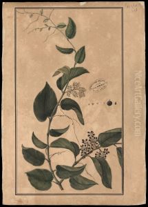 (Cissum sicyoides, Linn)