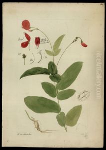 (Clitoria cajanifolia, Benth) by Joaquim Jose Codina