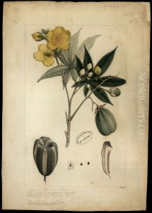 (Cochlospermun) (Cochlospermun)