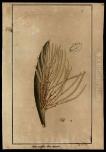 (Cocos nucifera, Linn) by Jose Joaquim Freire