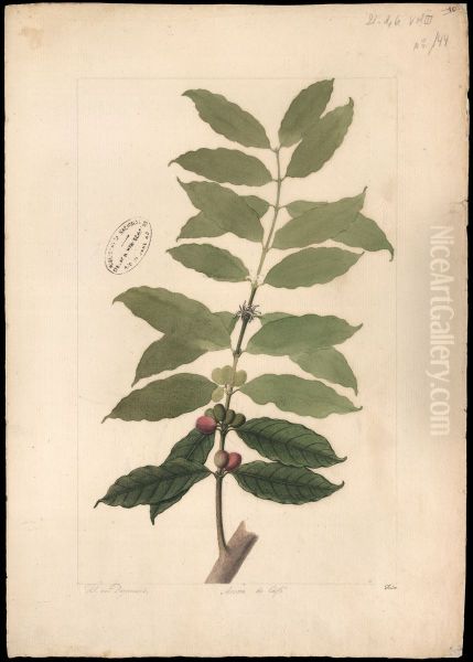 (Coffea arabica, Linn) - view 1