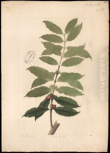 (Coffea arabica, Linn)