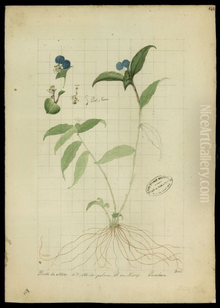 (Commelina elegans, Humb) - view 1