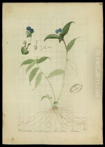 (Commelina elegans, Humb) by Jose Joaquim Freire