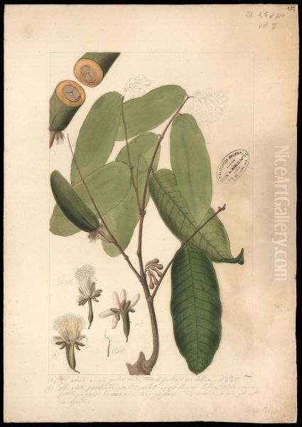 (Conepia carysocalyx, Benth) - view 1