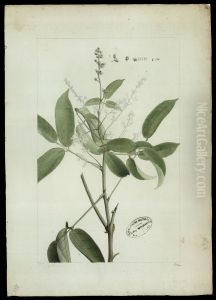 (Connarus) (Connarus)