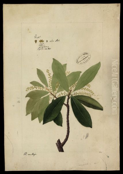 (Conomorpha) - view 1