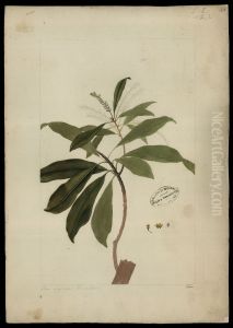 (Conomorpha)