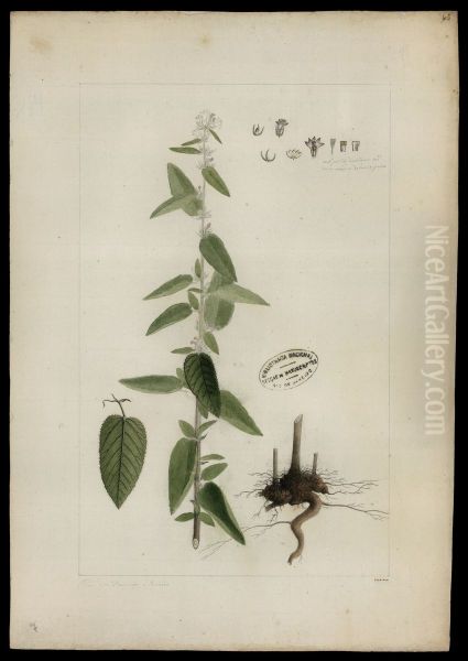 (Corchorus) - view 1