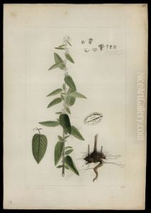 (Corchorus) (Corchorus)