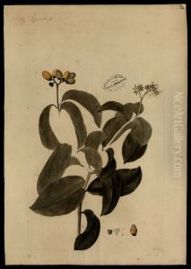 (Cordia) (Cordia)