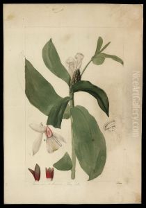 (Costus)