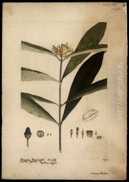 (Cotalia resinifera) - view 1