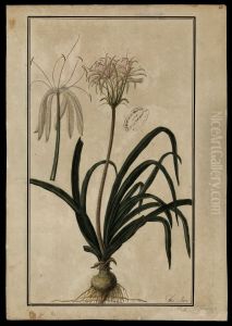 (Couepia Paraensis, Benth)
