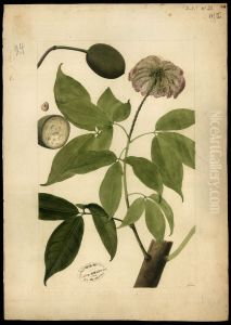 (Crataeva tapia, Linn)