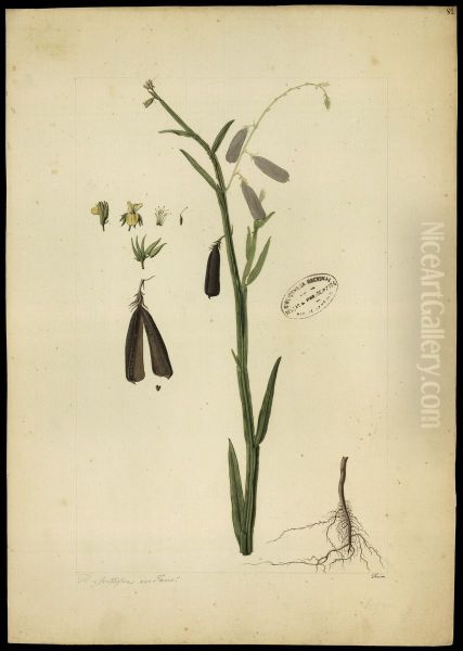 (Crotalaria pterocaula) - view 1