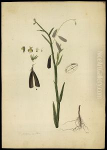 (Crotalaria pterocaula)