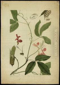 (Cymbosema rosea, Benth)