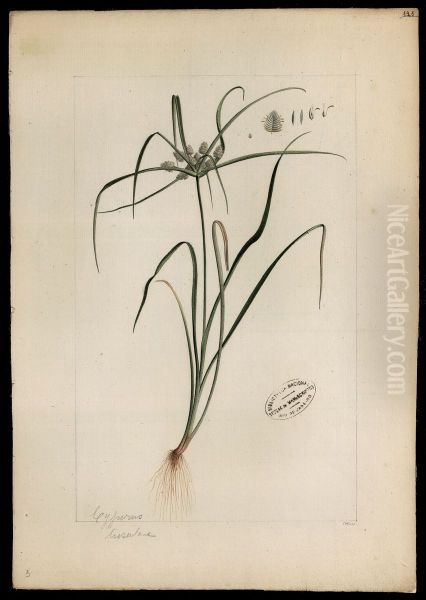 (Cyperaceae) - view 1