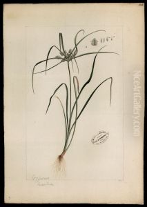 (Cyperaceae) by Joaquim Jose Codina