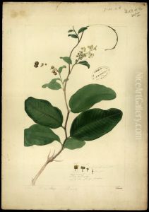 (Davilla lucida) by Jose Joaquim Freire