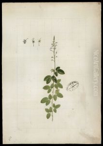 (Desmodium)
