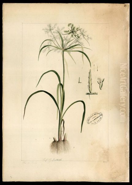(Diclidium) - view 1