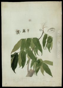 (Dicorynia Paraensis, Benth)