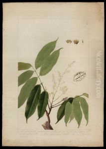 (Diodia mitens, Benth) (Diodia mitens, Benth)
