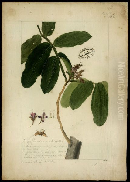 (Dipteryse odorata, Will) - view 1
