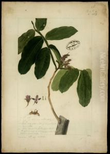 (Dipteryse odorata, Will) by Jose Joaquim Freire