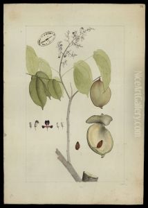(Drepanocarpus) by Joaquim Jose Codina