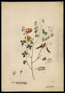 (Eichhornia) by Jose Joaquim Freire