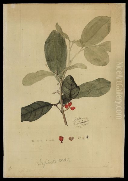 (Emphorbiacea) - view 1