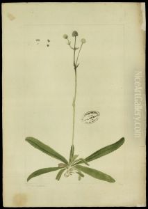 (Eringium) (Eringium)