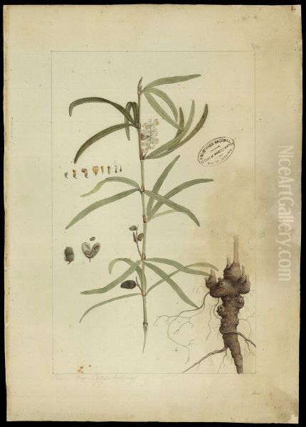 (Eriosema violaceum, E. Meyer) - view 1