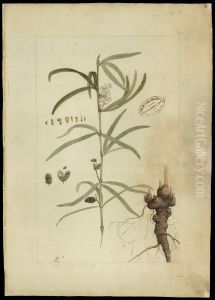 (Eriosema violaceum, E. Meyer)
