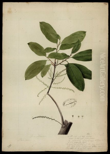 (Euphorbiacea) - view 1