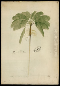 (Euterpe oleracea, Mart)