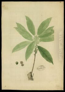 (Ficus) by Jose Joaquim Freire