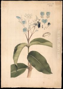 (Flora brasileira sem identificacao) by Joaquim Jose Codina