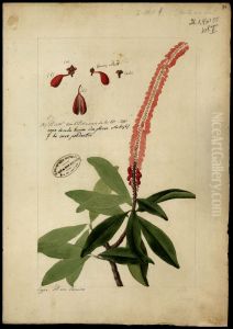 (Flora brasileira sem identificacao) by Jose Joaquim Freire