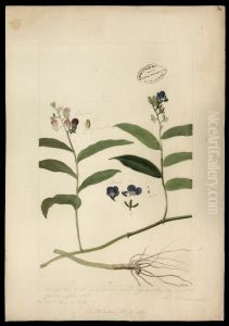 (Flora brasileira sem identificacao) by Jose Joaquim Freire
