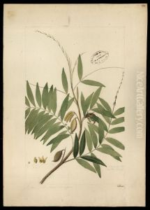 (Flora brasileira sem identificacao) by Jose Joaquim Freire