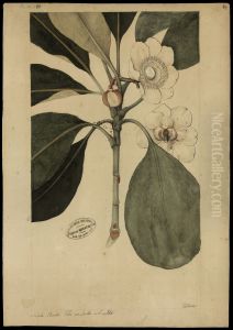 (Flora brasileira sem identificacao) by Joaquim Jose Codina
