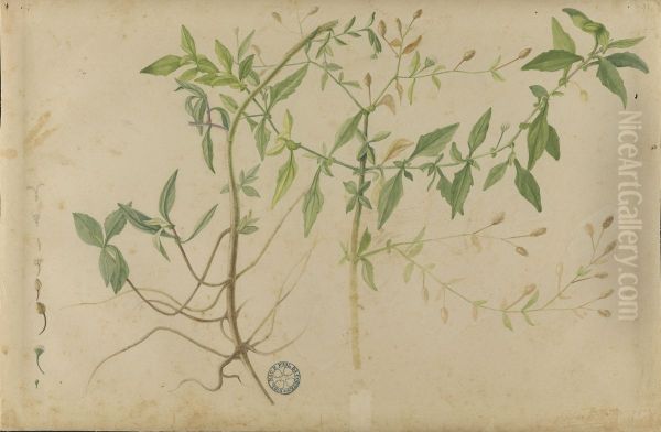 (Folhas e flores) - view 1
