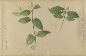 (Folhas, flores e frutos by Jose Carlos dos Reis Carvalho